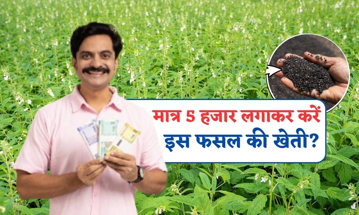 5 Hajar Me Kariye Sesame Farming