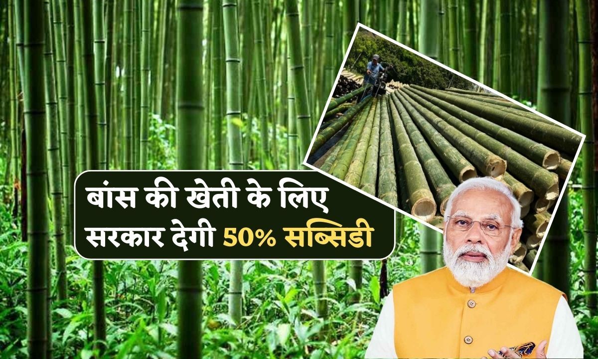 Bamboo Ke Kheti Ke Liye Sarkar Degi 50 Pratishat Subsidy